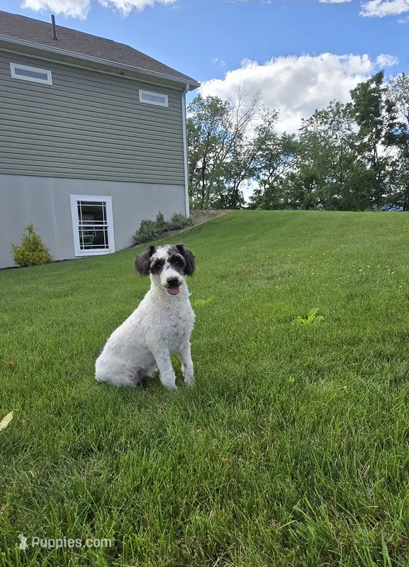 Denver – Schnoodle puppy for sale in Millmont, PA