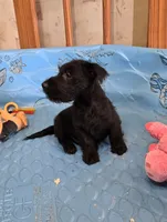 Odie, a male Scottish Terrier for sale in Millmont, PA – 2 of 8