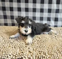 Sarge, a male Miniature Schnauzer for sale in Millmont, PA – 7 of 8