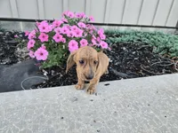 Fritz, a male Miniature Dachshund for sale in Millmont, PA – 4 of 6