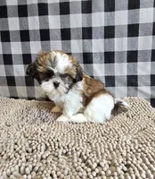 Marcus , a male Shih Tzu for sale in Millmont, PA – 2 of 8