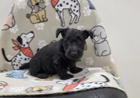 Violet, a female Scottish Terrier for sale in Millmont, PA – 4 of 5