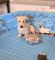 Scamp, a male Scottish Terrier for sale in Millmont, PA – 4 of 9