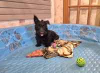 Shelly, a female Scottish Terrier for sale in Millmont, PA – 6 of 6