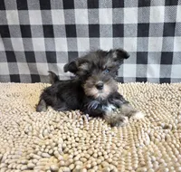 Sally, a female Miniature Schnauzer for sale in Millmont, PA – 7 of 7