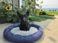Willa, a female Scottish Terrier for sale in Millmont, PA – 4 of 8