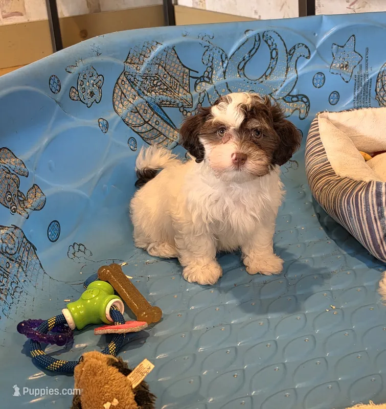 Hank – Havanese puppy for sale in Millmont, PA