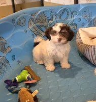 Hank, a male Havanese for sale in Millmont, PA – 1 of 5