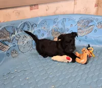 Odie, a male Scottish Terrier for sale in Millmont, PA – 5 of 8