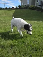 Denver, a male Schnoodle for sale in Millmont, PA – 5 of 10
