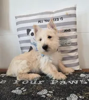 Van, a male Scottish Terrier for sale in Millmont, PA – Photo 5 of 5