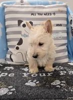 Van, a male Scottish Terrier for sale in Millmont, PA – Photo 2 of 4