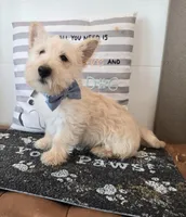 Van, a male Scottish Terrier for sale in Millmont, PA – Photo 4 of 5