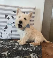 Van, a male Scottish Terrier for sale in Millmont, PA – Photo 3 of 5