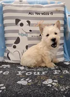 Van, a male Scottish Terrier for sale in Millmont, PA – Photo 3 of 4