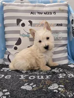 Van, a male Scottish Terrier for sale in Millmont, PA – Photo 1 of 4