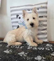 Van, a male Scottish Terrier for sale in Millmont, PA – Photo 1 of 5