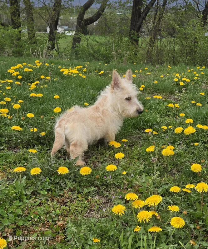 Van – Scottish Terrier puppy for sale in Millmont, PA