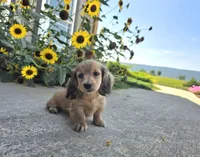 Heidi, a female Miniature Dachshund for sale in Millmont, PA – 2 of 10