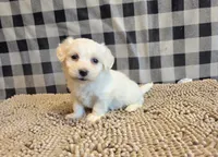 Seth, a male Bichon Frise and Coton de Tulear for sale in Millmont, PA – 5 of 7