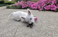 Parker, a male West Highland White Terrier for sale in Millmont, PA – 2 of 8