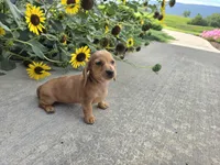 Holly, a female Miniature Dachshund for sale in Millmont, PA – 5 of 8
