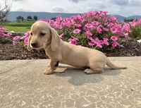 Harper, a male Miniature Dachshund for sale in Millmont, PA – 8 of 10