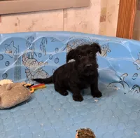 Odie, a male Scottish Terrier for sale in Millmont, PA – 4 of 8