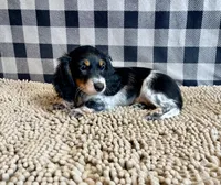 Nathan, a male Miniature Dachshund for sale in Millmont, PA – 3 of 5
