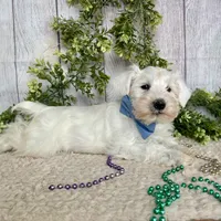 Irwing, a male Miniature Schnauzer for sale in Millmont, PA – Photo 4 of 6