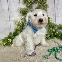 Irwing, a male Miniature Schnauzer for sale in Millmont, PA – Photo 1 of 6