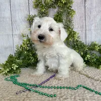 Irwing, a male Miniature Schnauzer for sale in Millmont, PA – Photo 5 of 6