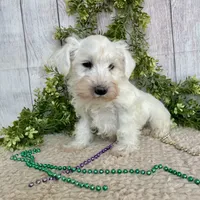 Irwing, a male Miniature Schnauzer for sale in Millmont, PA – Photo 6 of 6