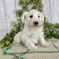 Irwing, a male Miniature Schnauzer for sale in Millmont, PA – Photo 3 of 6