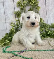 processed/6b8f1ba0-53c4-44aa-9a40-96ba513b41a5/listing/900fb0bc-d85a-4c14-b5c8-ff997d947bc1/97301af2-4c16-4dc0-a694-369e54e339d6