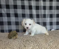 Stuart, a male Bichon Frise and Coton de Tulear for sale in Millmont, PA – 2 of 5