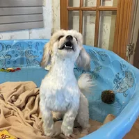 Luke, a male Shichon for sale in Millmont, PA – Photo 5 of 9