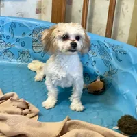 Luke, a male Shichon for sale in Millmont, PA – Photo 2 of 9