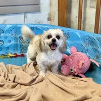 Luke, a male Shichon for sale in Millmont, PA – Photo 1 of 9