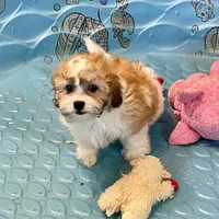 Luke, a male Shichon for sale in Millmont, PA – Photo 8 of 9