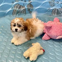 Luke, a male Shichon for sale in Millmont, PA – Photo 9 of 9
