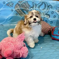 Luke, a male Shichon for sale in Millmont, PA – Photo 7 of 9