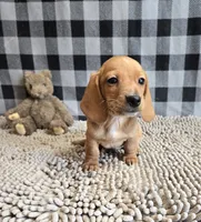 Boyd, a male Miniature Dachshund for sale in Millmont, PA – 5 of 7