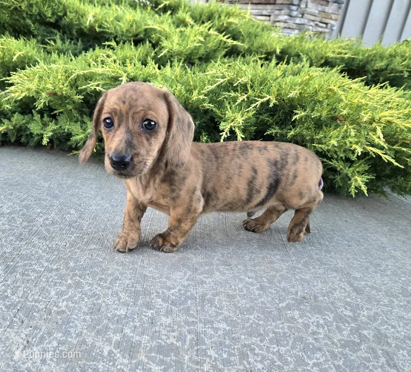 Fritz – Miniature Dachshund puppy for sale in Millmont, PA