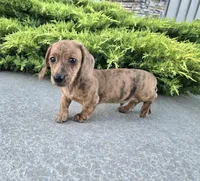 Fritz, a male Miniature Dachshund for sale in Millmont, PA – 1 of 6