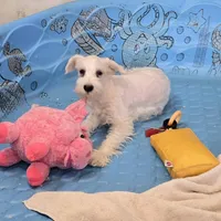 Soloman, a male Miniature Schnauzer for sale in Millmont, PA – Photo 2 of 7