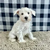 Soloman, a male Miniature Schnauzer for sale in Millmont, PA – Photo 4 of 7