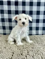 Soloman, a male Miniature Schnauzer for sale in Millmont, PA – Photo 1 of 4