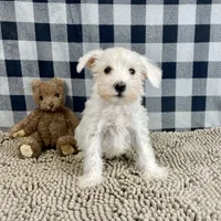 Soloman, a male Miniature Schnauzer for sale in Millmont, PA – Photo 6 of 7