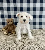 Soloman, a male Miniature Schnauzer for sale in Millmont, PA – Photo 3 of 4